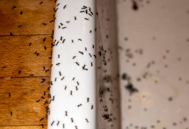 Wasp Removal Services in Denham Springs, LA